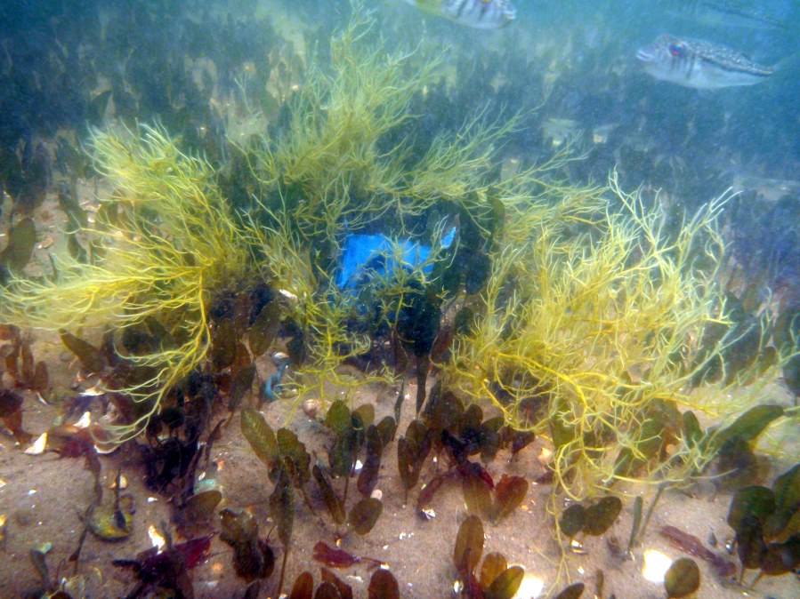 Adding seaweeds to seagrasses