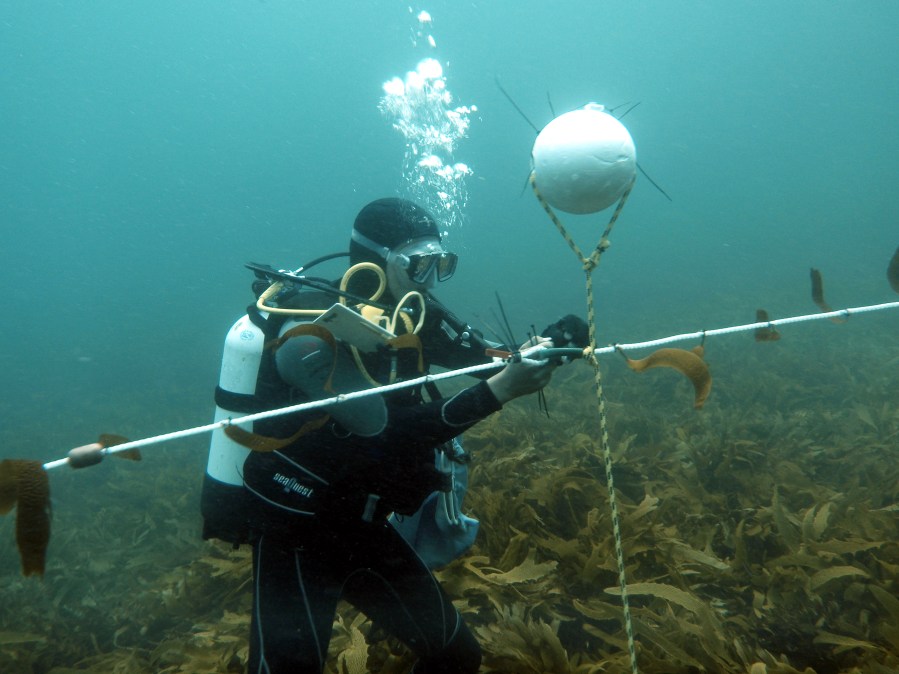 Growing juvenile kelps