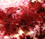 Orthogonacladia rectangularis