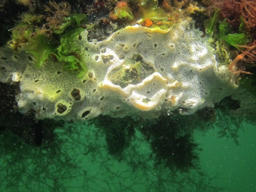 D. perlucidum (photo: DoF)