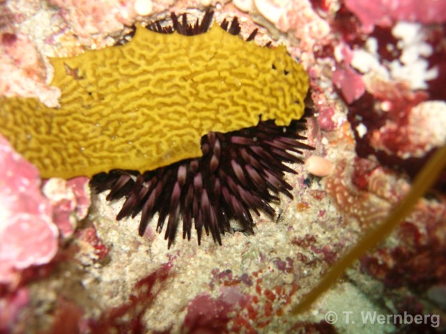 Heliocidaris drift feeding