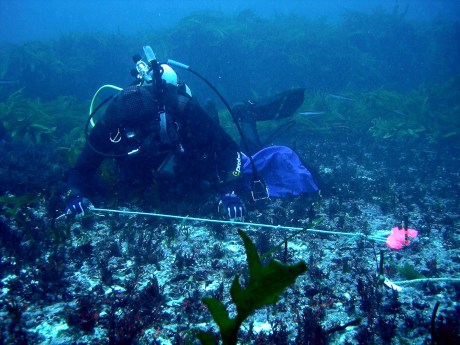 Wernberg - Diver counting seaweed