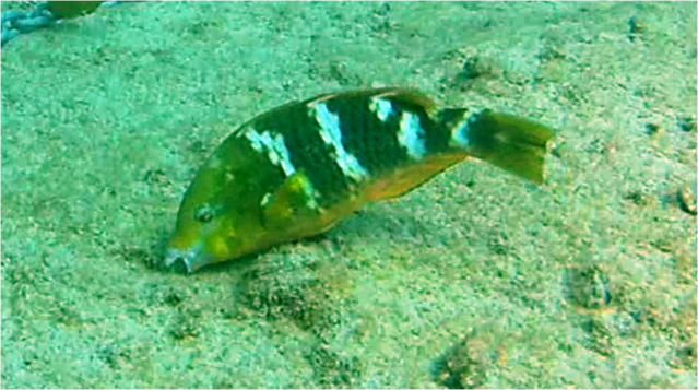 Scarus ghobban feeding in Port Gregory