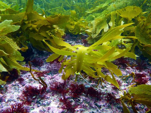 Ecklonia tagged and punched photo T_Wernberg