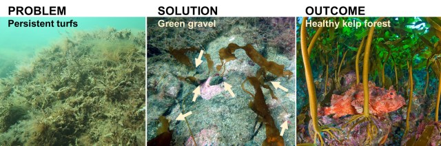 Restoring Blue Forests with Green Gravel